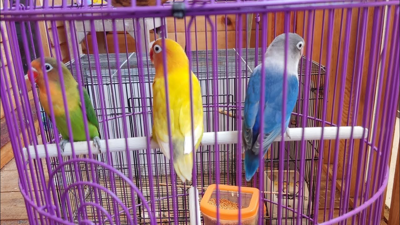 CARA TERNAK BURUNG LOVEBIRD SEDERHANA UNTUK PEMULA DI KANDANG KOTAK BESI