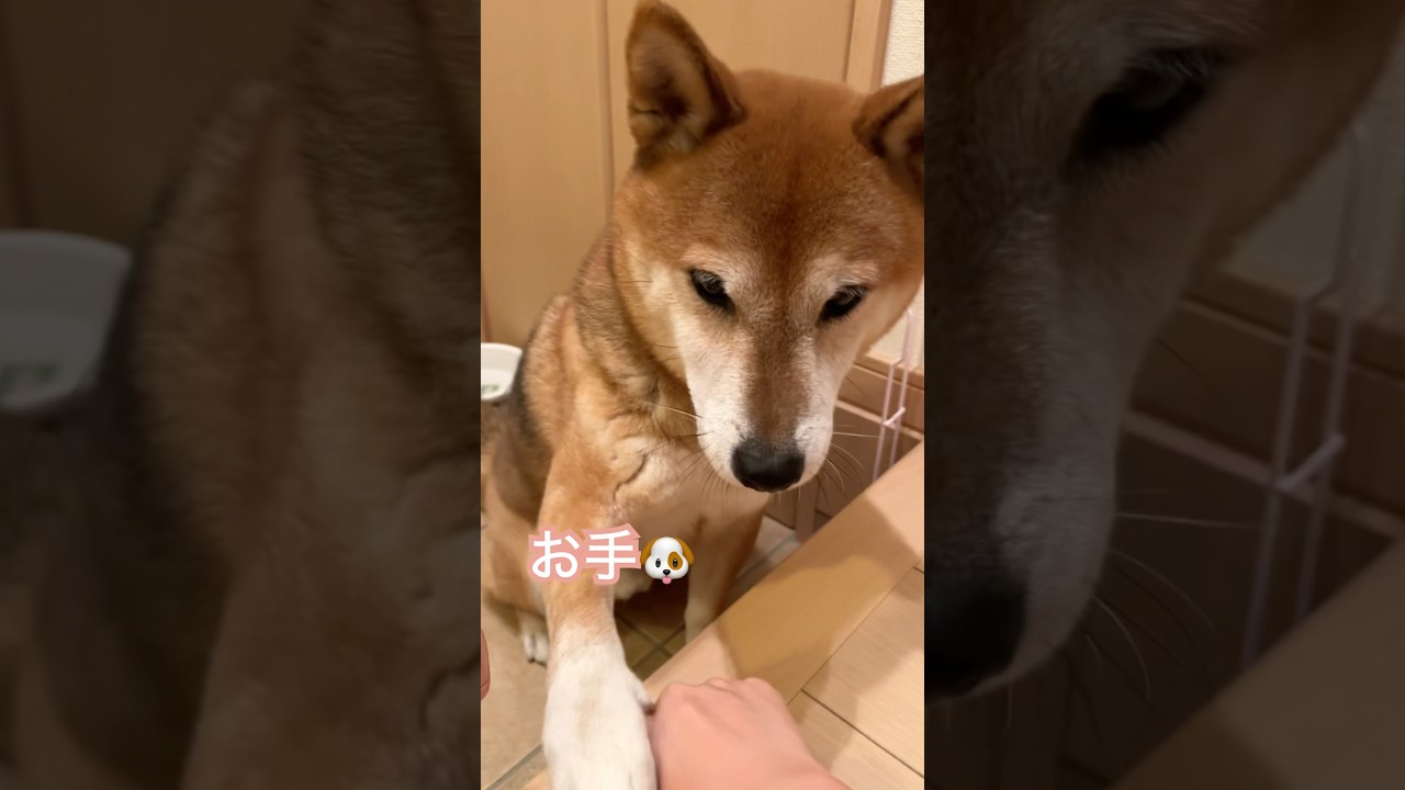 順番を間違えてしまう柴犬が可愛い🐶#柴犬 #shorts