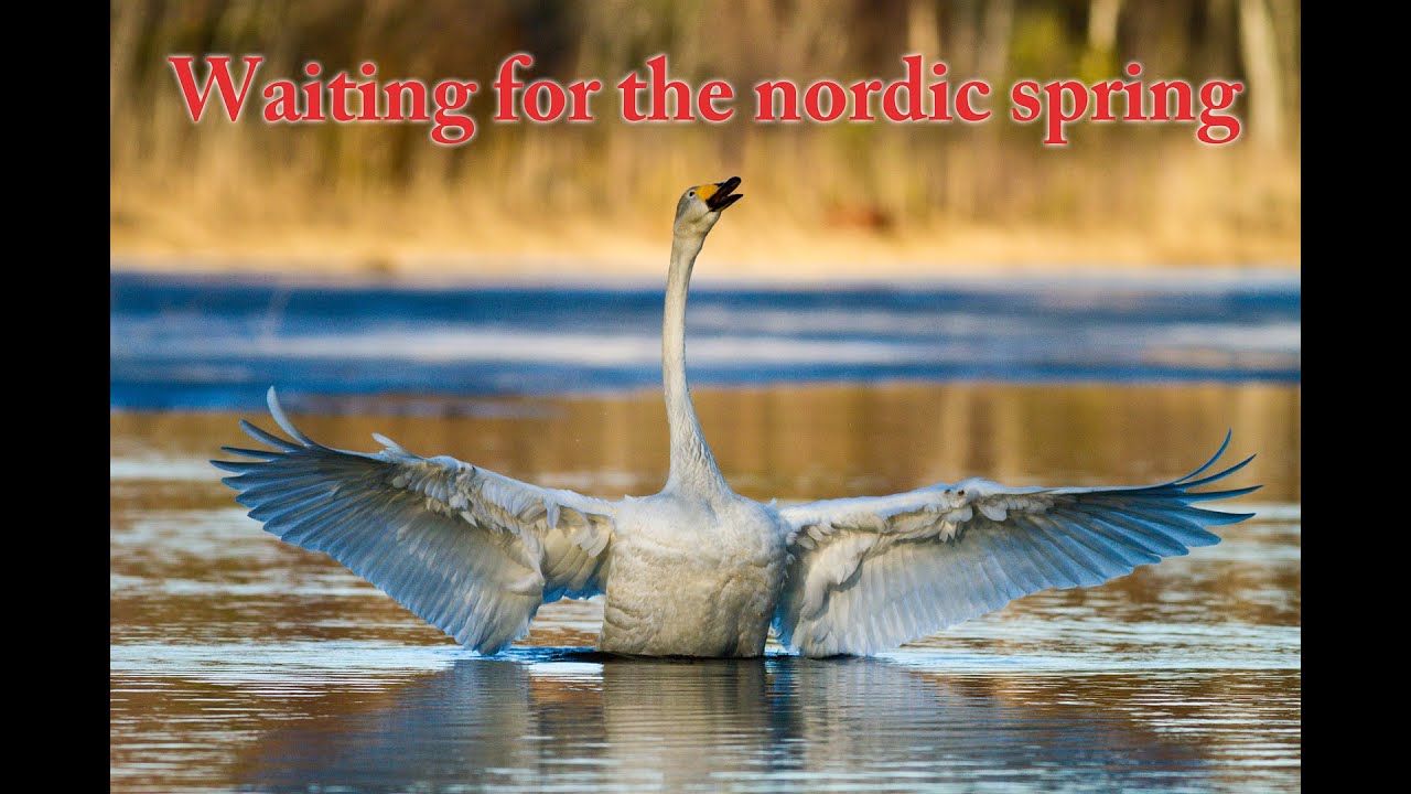 Waiting for the nordic spring