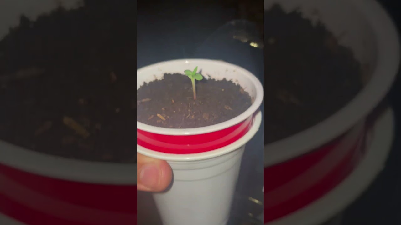 2 Days In: Autoflower Seedling Growth Time-Lapse | Beginner Grow Update