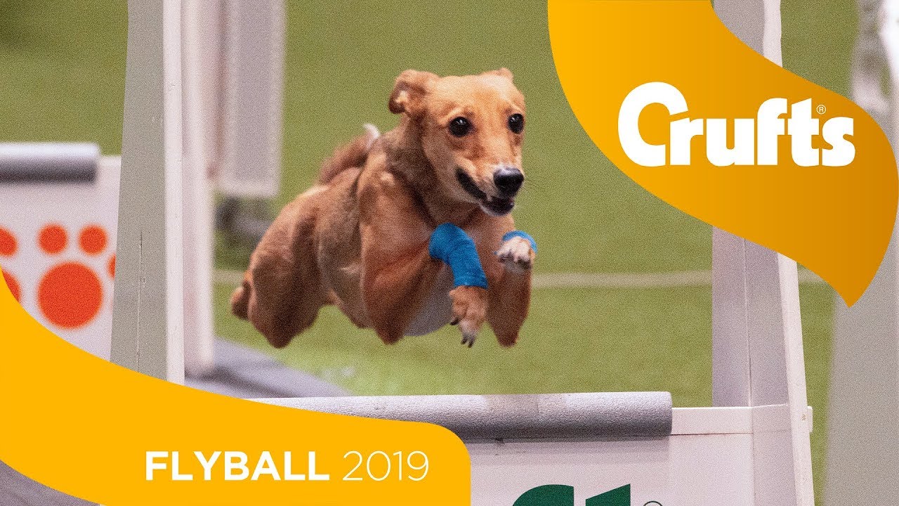Самый близкий финал по флайболу в истории! Aces против Focus | Crufts 2019