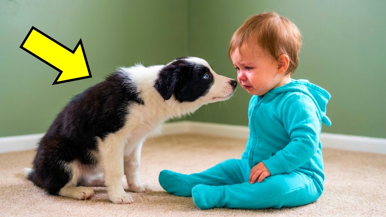 Baby Weinte 21 Tage Durchgehend - Was Border Collie Wusste Schockierte Die Eltern Zu TRÄNEN!