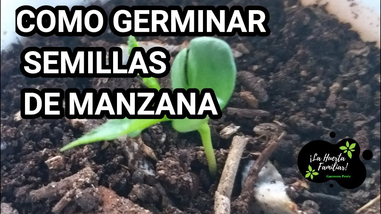 como germinar semillas de manzana en tu casa muy facil