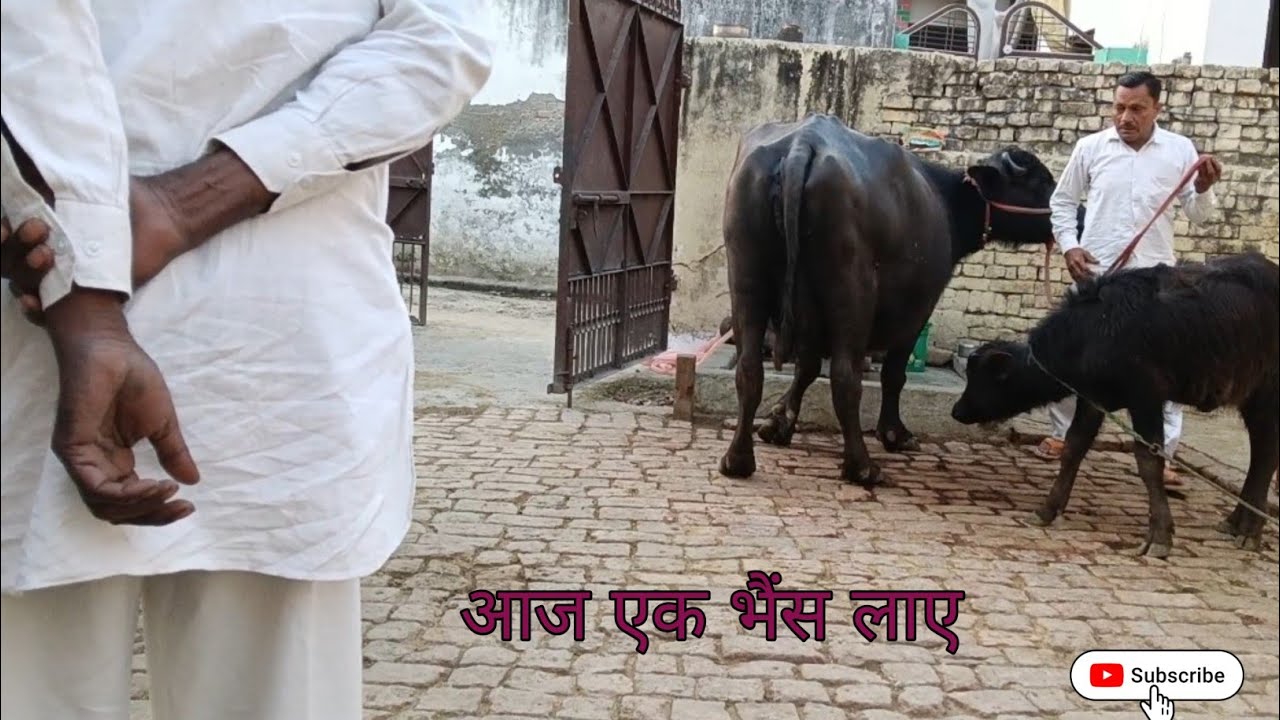 हेलो गाइस आज यह हम भैंस देखने के लिए गए थे‌. 10 kg ki भैंस इस चैनल पर भैंसे से रिलेटेड वीडियो आती है