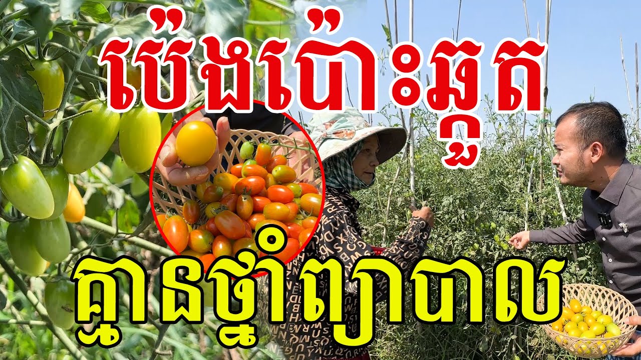 មានចឹងទៀត​ ទេីបដឹងថ្ងៃនេះ​ សូមសរសេីរអ៊ំស្រីពូកែដាំមែន
