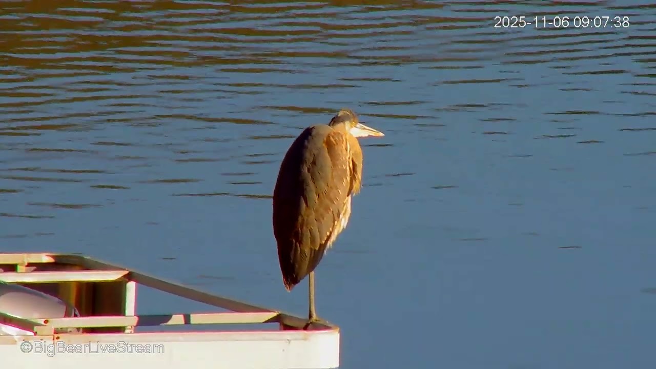 Great Blue Heron spotted in Big Bear Lake, CA