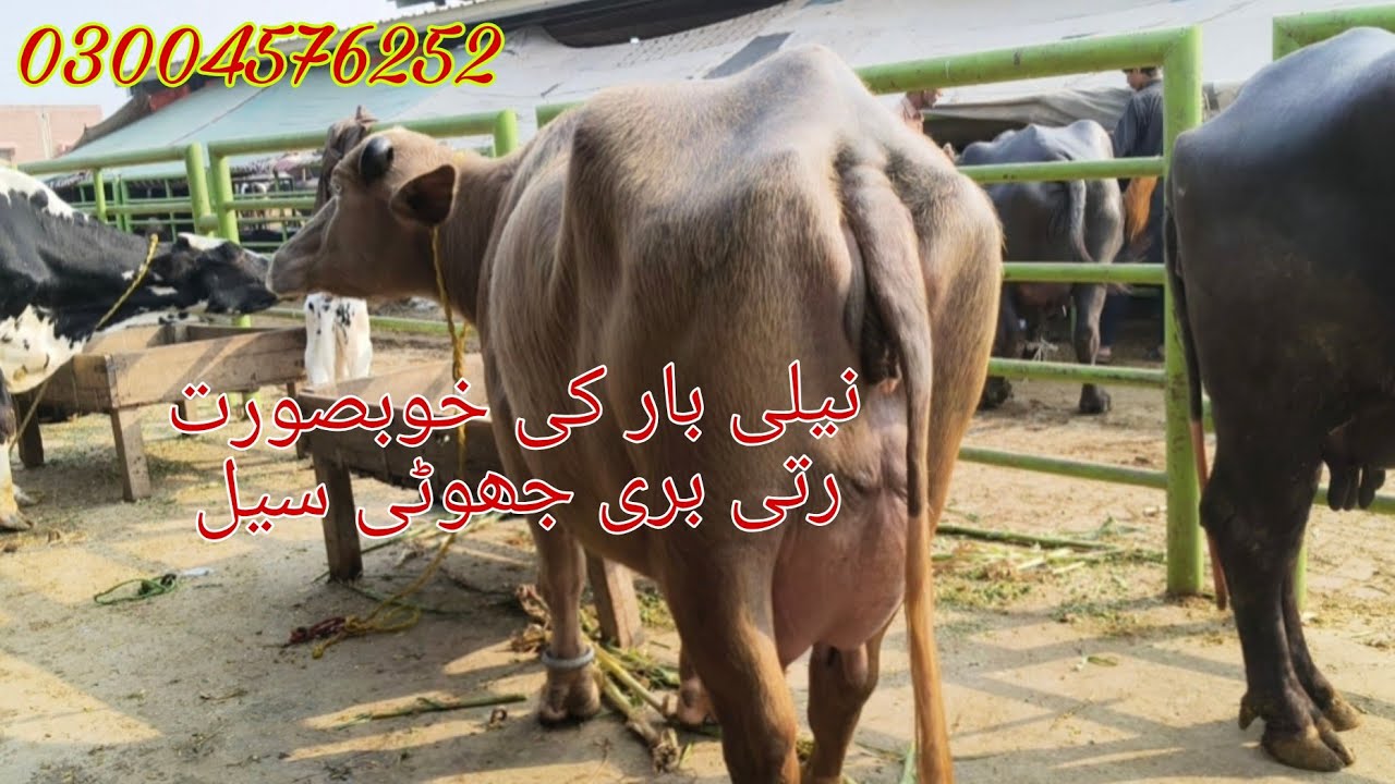Neli ki top buffalo sale Okara Animal Tv 03004576252/25/1/2026/عارف والا