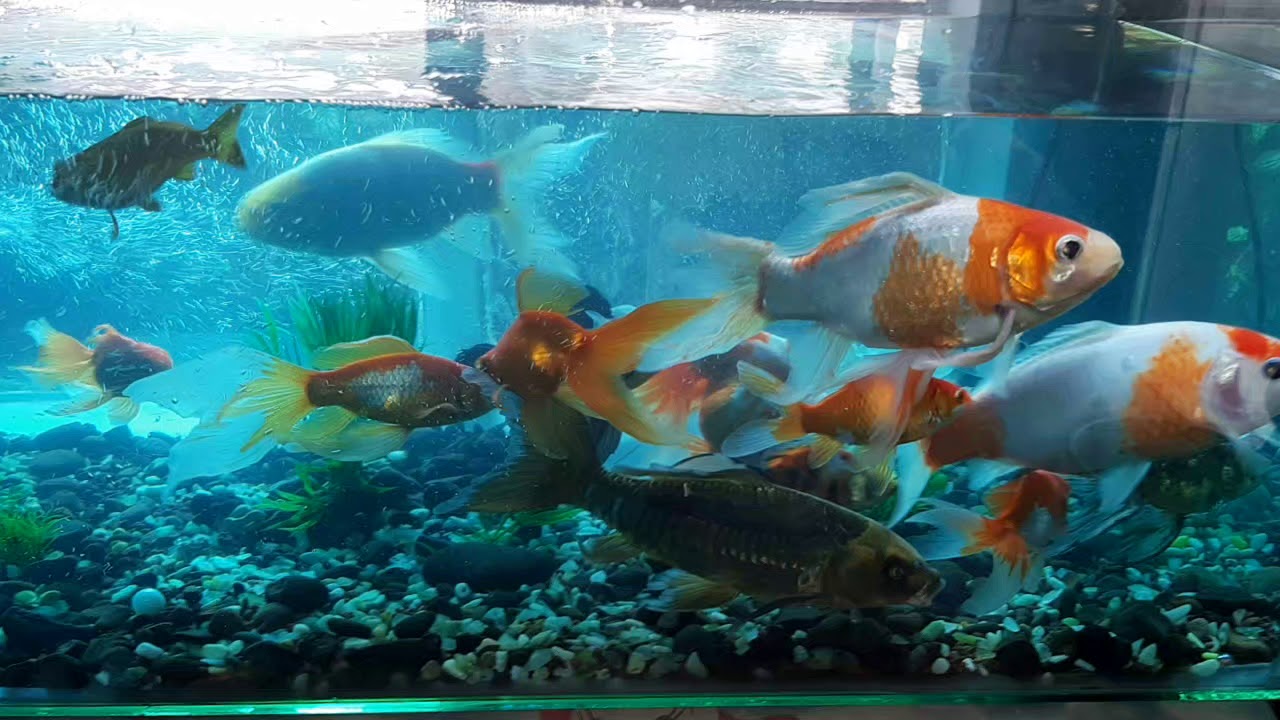 jolie poisson rouge