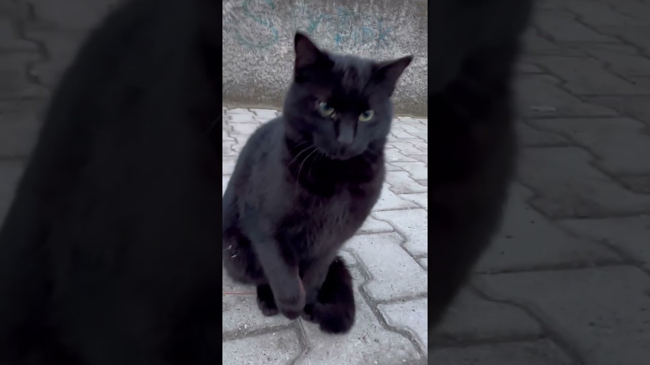 Sinirli bir kedi ama güzel🖤🫶