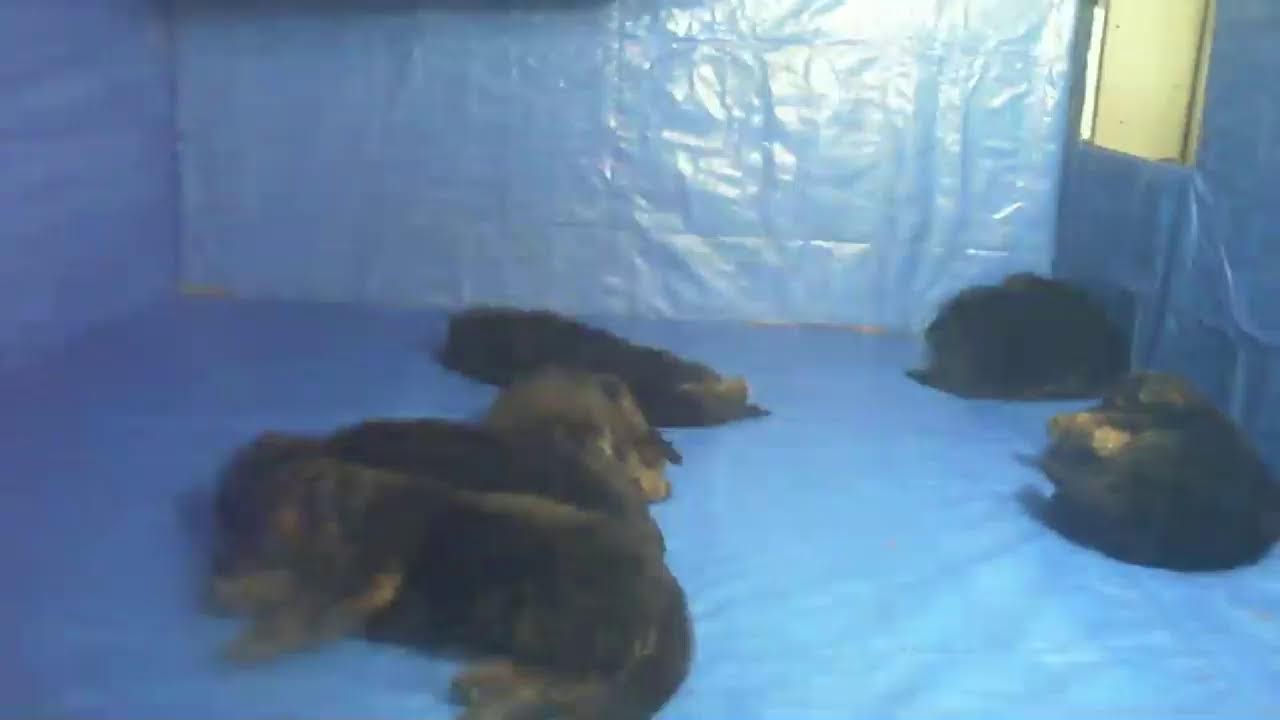 crosshill bella puppies