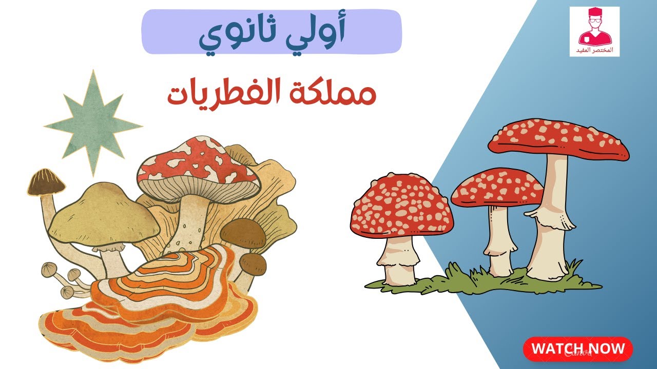مملكة الفطريات احياء أولي ثانوي