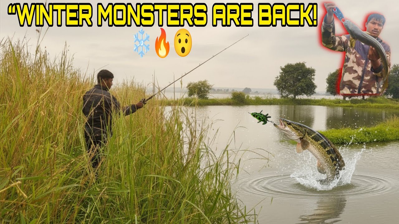 Winter Start Ho Gaya! ❄️🔥 Snakehead Catching Full Action! #FishingLife #Snakehead #fishinggoals 