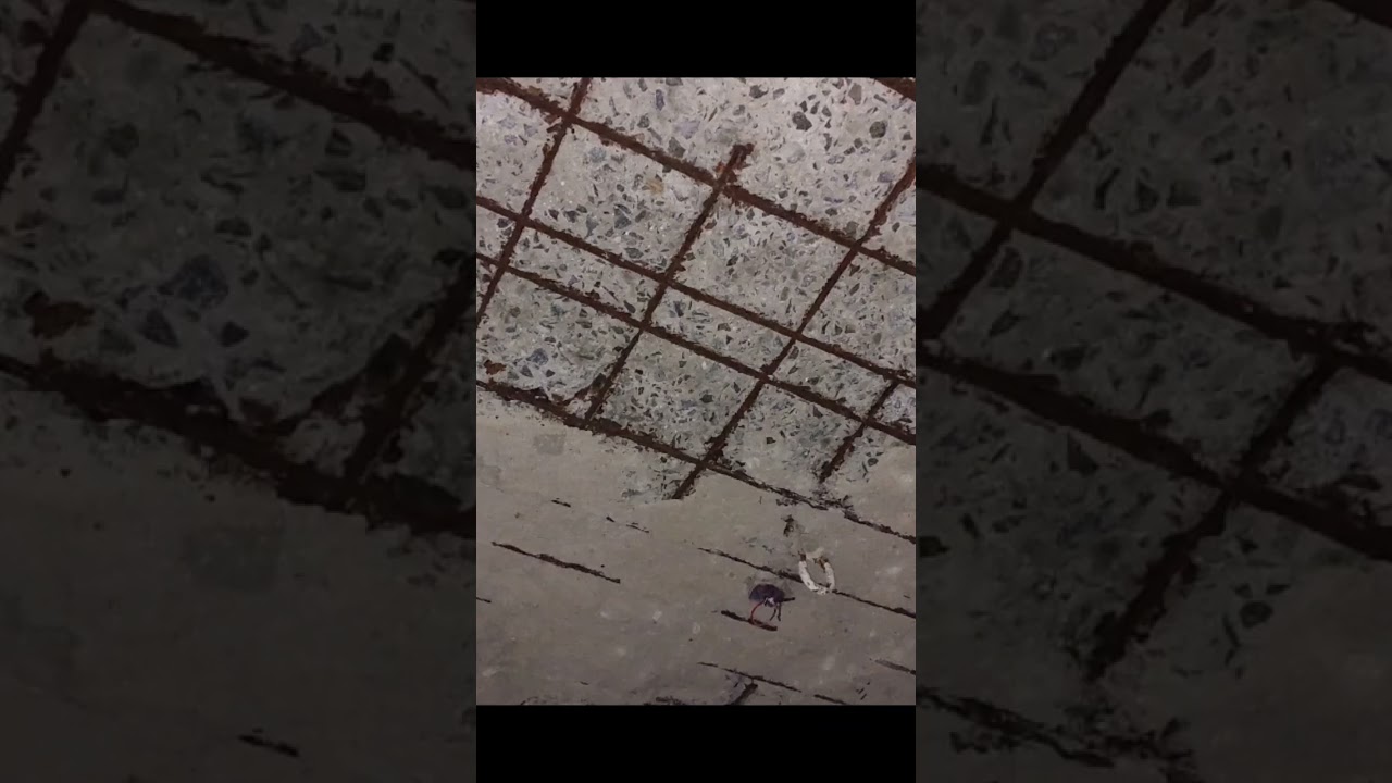 Ceiling repair work : step 1 ( Process by to remove the loose concrete and dead morter properly)