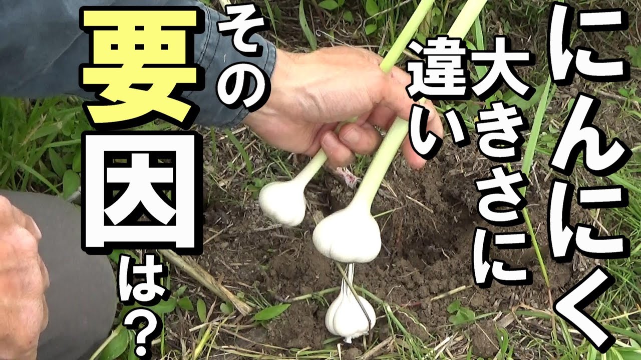 【自然農】大きさに違いを生む要因について　耕さず無肥料のにんにく栽培2021年5月11日　【natural farming】