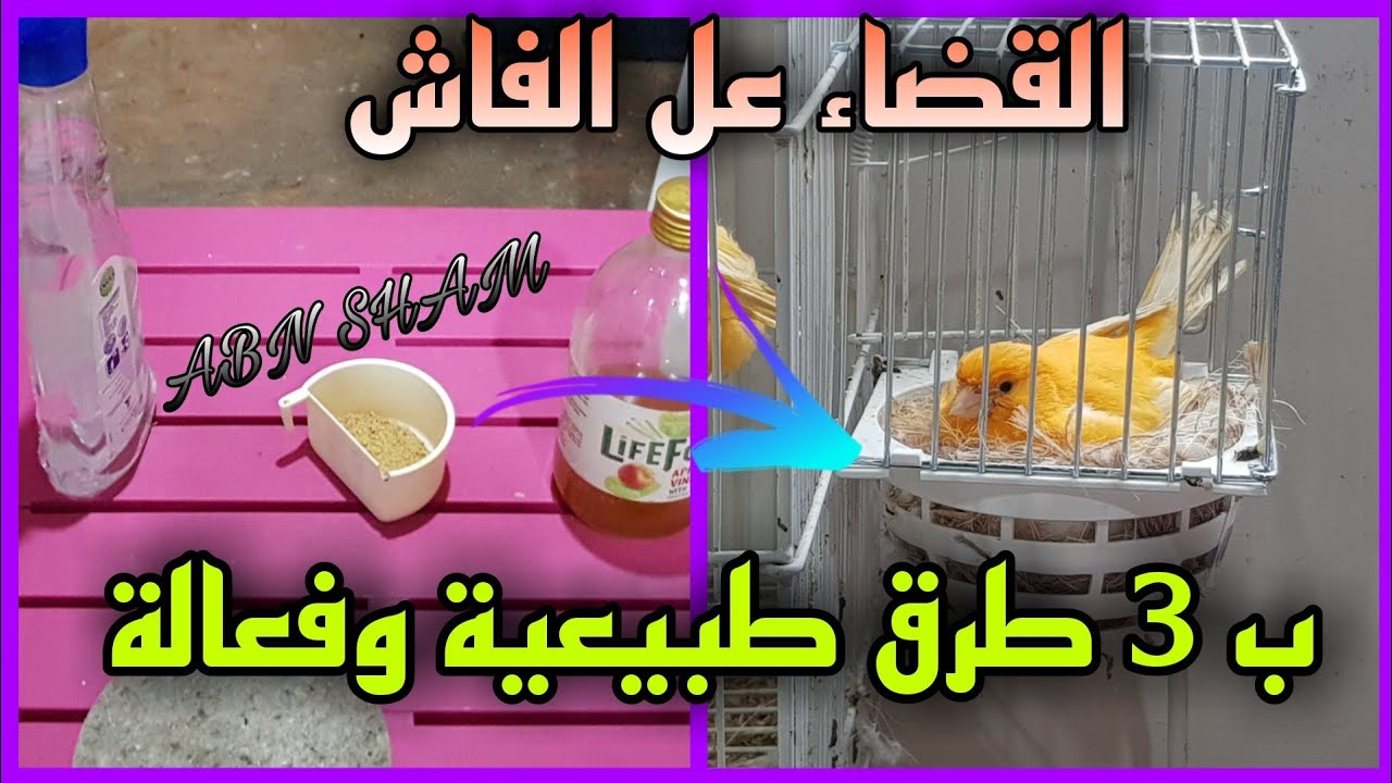 كيف اتخلص من الفاش🥀 داخل القفص وفي 🥀العش و 🥀بجسم الطير ب 3 طرق طبيعية وفعالة 100%ان شاء الله🥀🥀