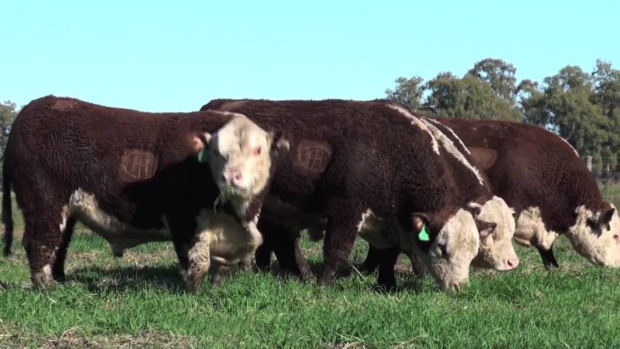 Toros Angus PC (negros y colorados) y P. Hereford