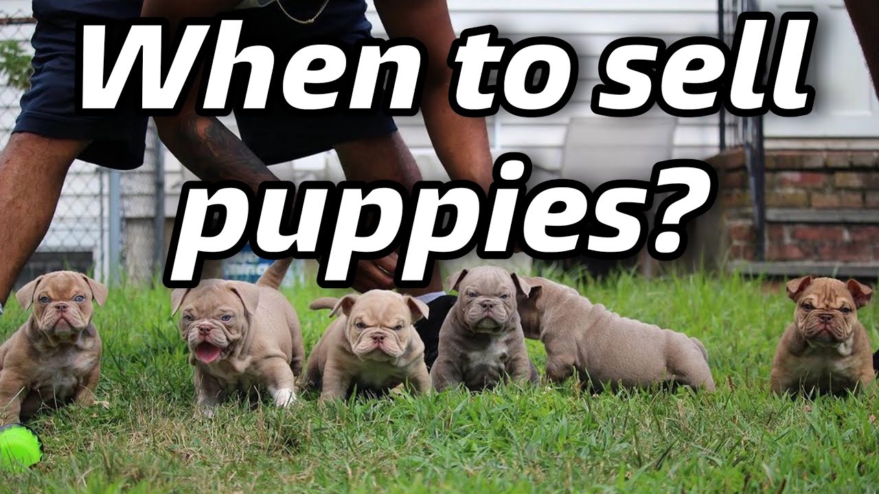 When to sell Puppies as a breeder?