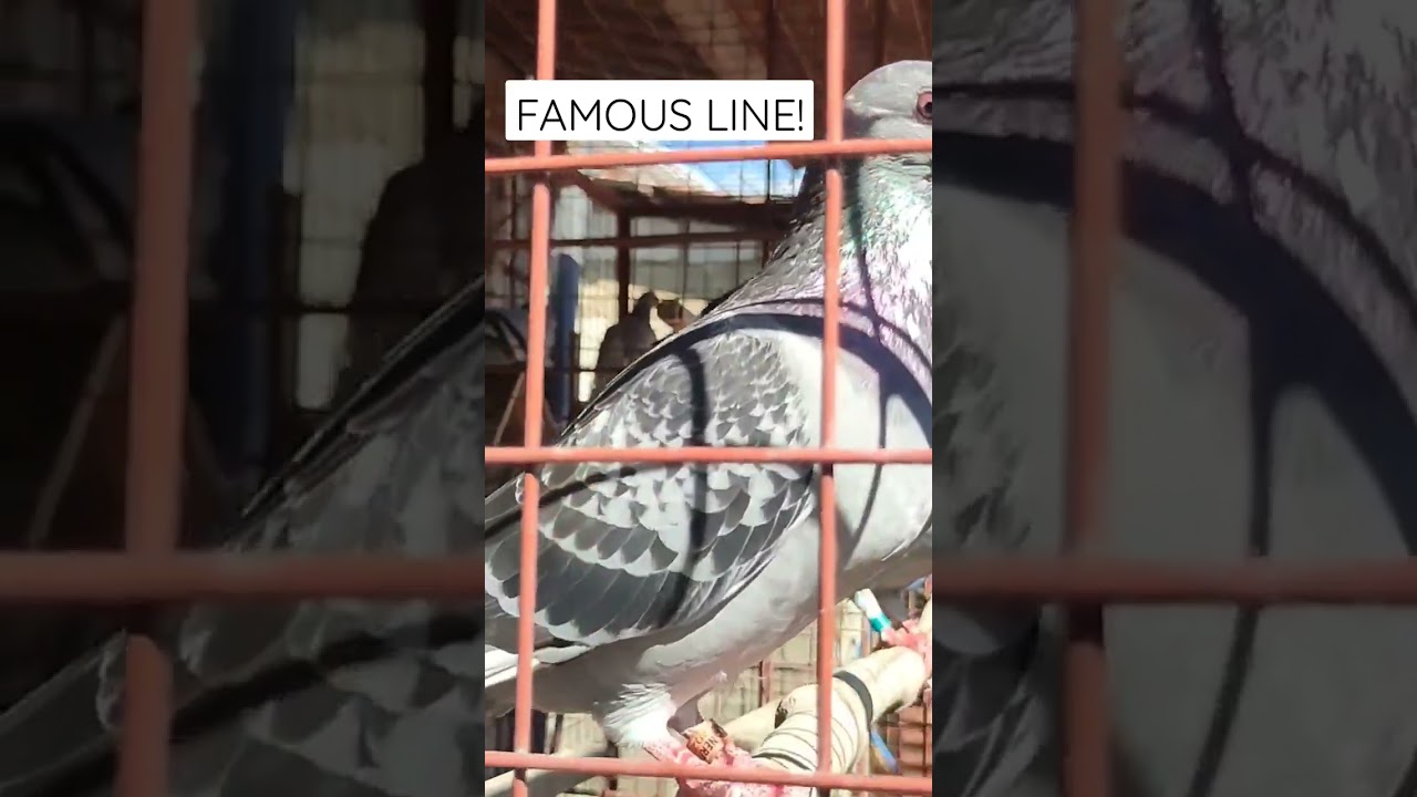 FAMOUS LINE | @GWAPSTVOFFICIAL #shorts #pigeon #pigeonlover #viral #viralshorts