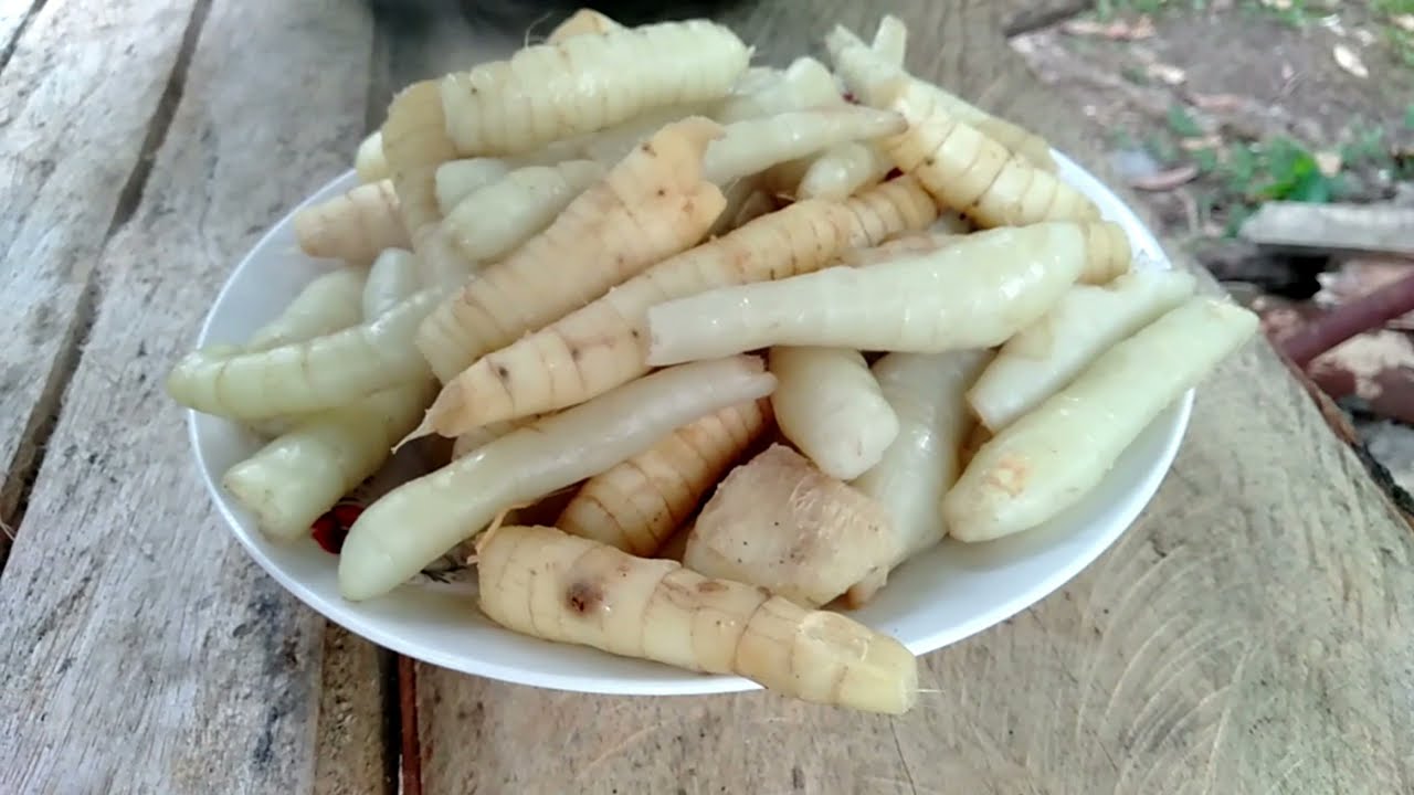 COOKING AND DIGGING ARROWROOT OR URARO COUNTRYSIDE STYLE