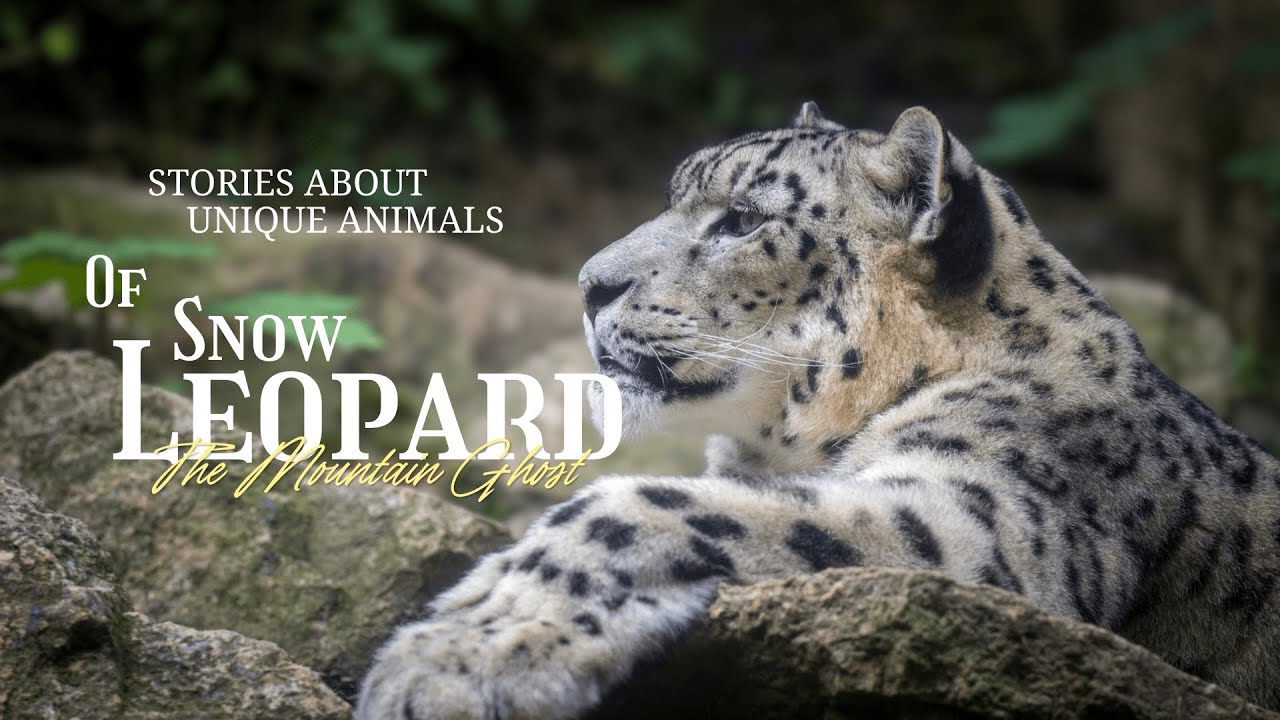 Snow Leopards Are NOT Leopards (They Are Tigers)