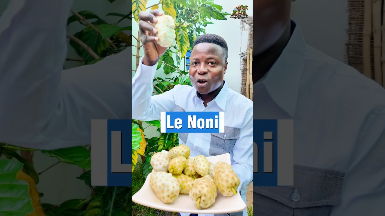 Noni, this fruit can transform you forever. #virtue #noni #modernfarmers