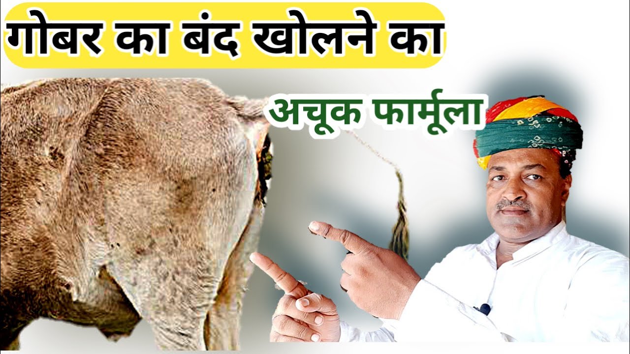 गाय भैंस के गोबर का बंद खोलने का देसी फार्मूला/#Desi Formula #Cow Buffalo Dung Solution