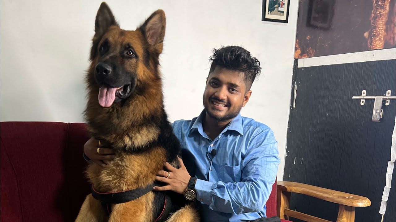 SIMBA - The German Shepherd | About GSD Coats | Saurabh Dog Kennel | Contact - 9140752208,7275863266