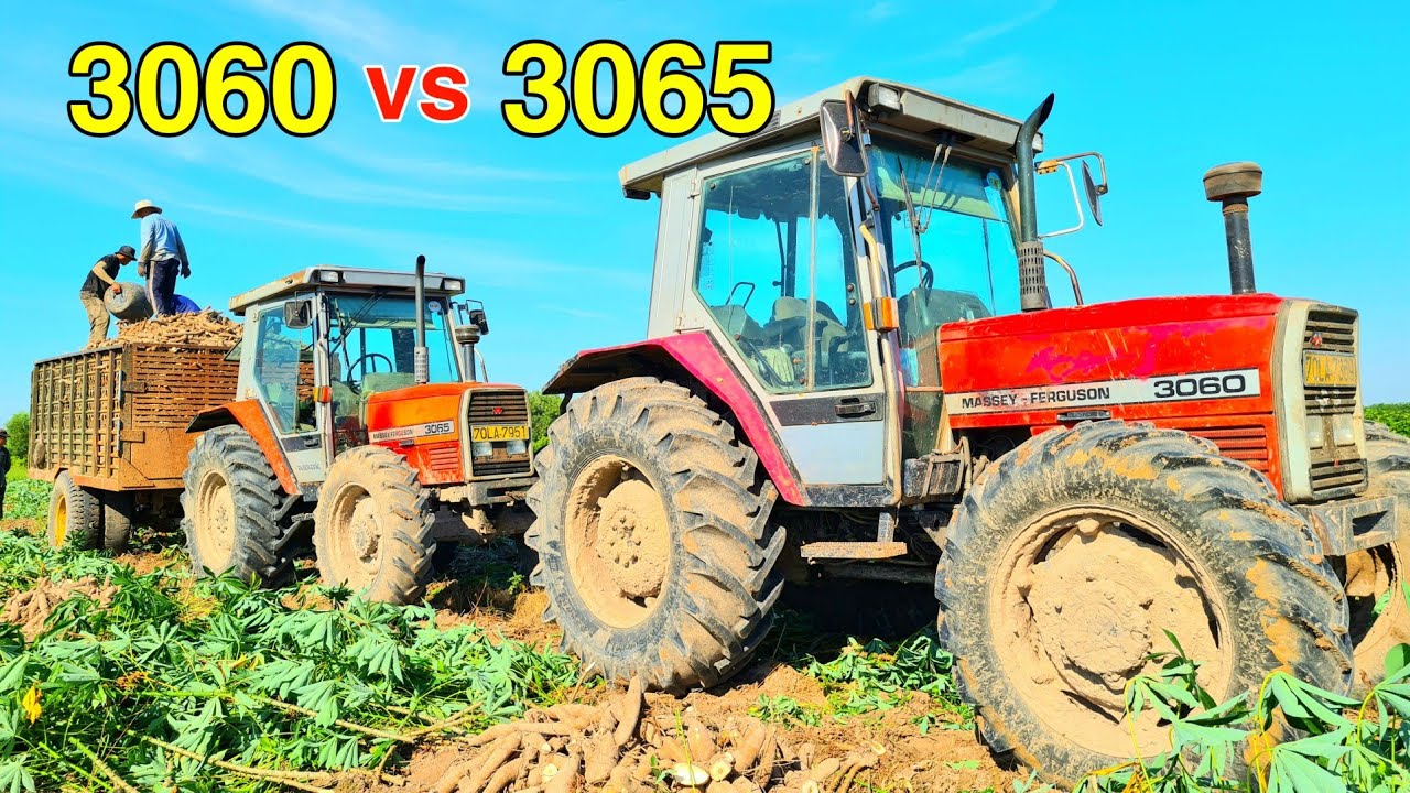 2 Anh Em Nhà Massey Ferguson 3060 & 3065 Turbo Chở Khoai Mì Tây Ninh Quá Mạnh Mẽ, Thiện Vũ TV
