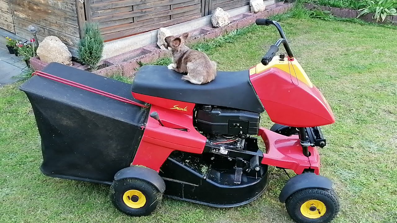 Wiese gem&auml;ht mit Wolf Scooter SV 4 Rasenm&auml;her Aufsitzm&auml;her Rasentraktor und Chihuahua_6.2021