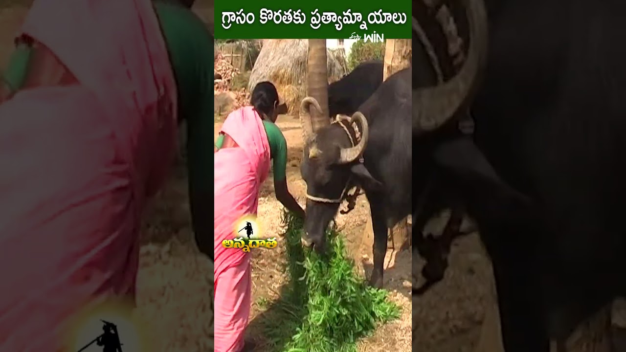 వేసవిలో మేతల కొరతను తీర్చేందుకు సూచనలు | ETV