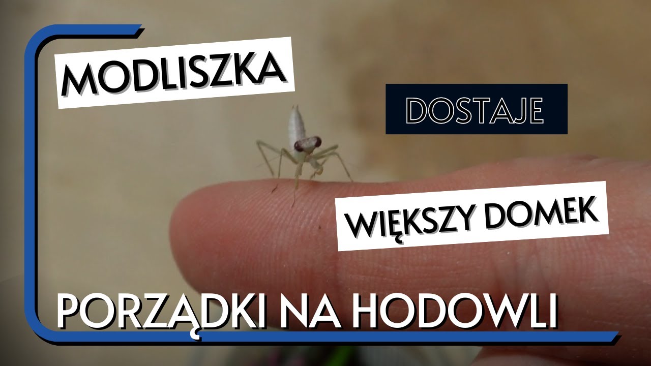 Przekładanie ptaszników i MODLISZKI. Jak przekładać pająki i nie narozrabiać?