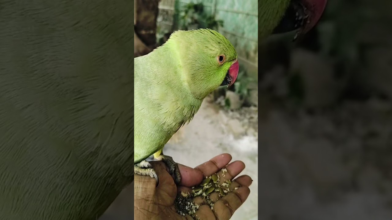 Mhyna( my Sweet heart)@Seema Basumatary nn 5 cb 