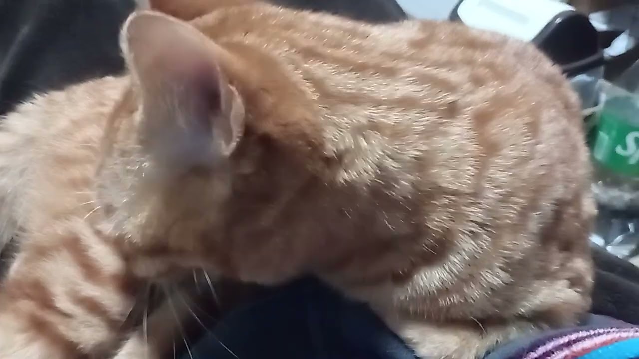 今日の茶トラな猫😸主役「琥珀ちゃん」😽とうとう生まれて最初の発情期真っ只中な琥珀ちゃん🕺連日の夜鳴きで睡眠不足🛌の主😭