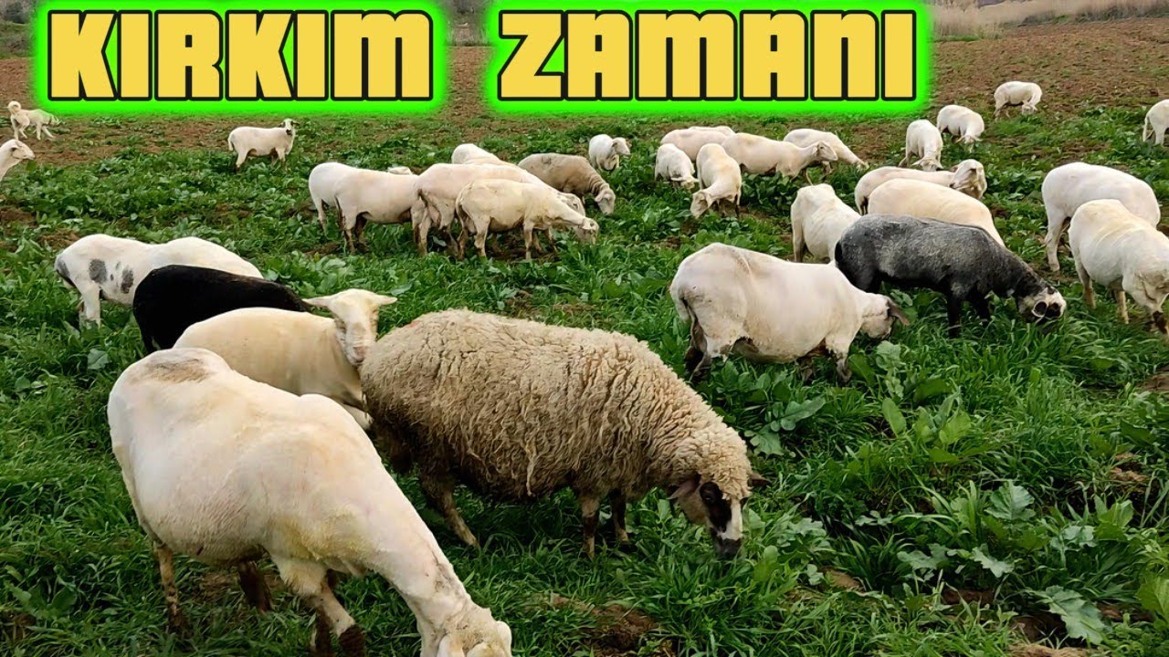 KUZU ALMAYA GİTTİM! KOYUNLARI KIRKTIK! #tavuk #yumurta #çiftçi #keşfet #fyp #köpek #koyun #köy
