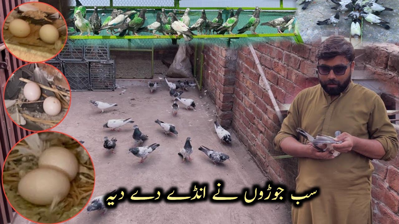 Joro Wala Kabootaru Ne Anday De Diya 