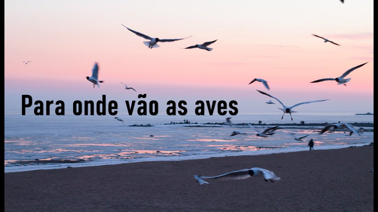 Para Onde Vão As Aves - Sérgio Lopes Voz e letra
