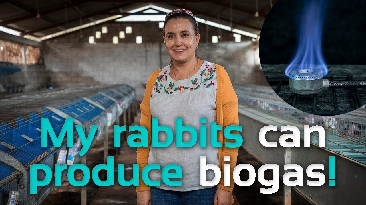 Innovating in rabbit farms with biogas | Sistema.bio