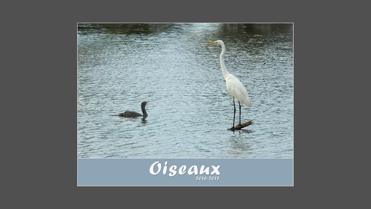 Oiseaux 2016-2017