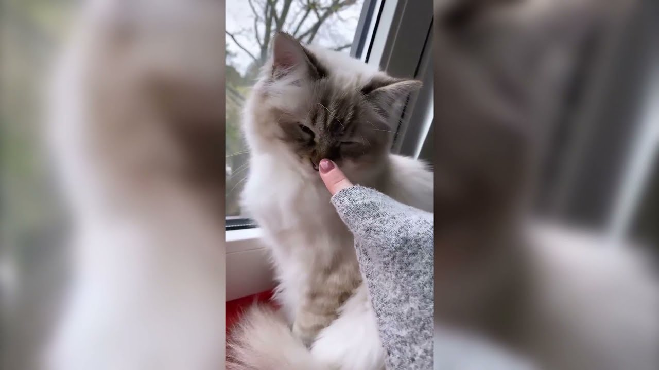 🐱THE CUTEST VIDEOS EVER VOL. 3 FROM MEOWED AND BARKED BY 9GAG | FUNNY CATS AND DOGS🐶