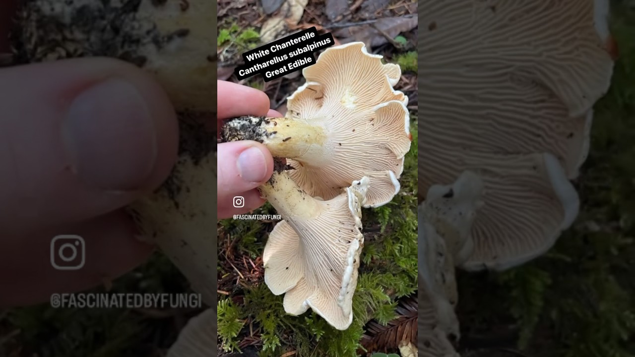 Foragers Guide to Edible California Chanterelles and Their Toxic Lookalikes