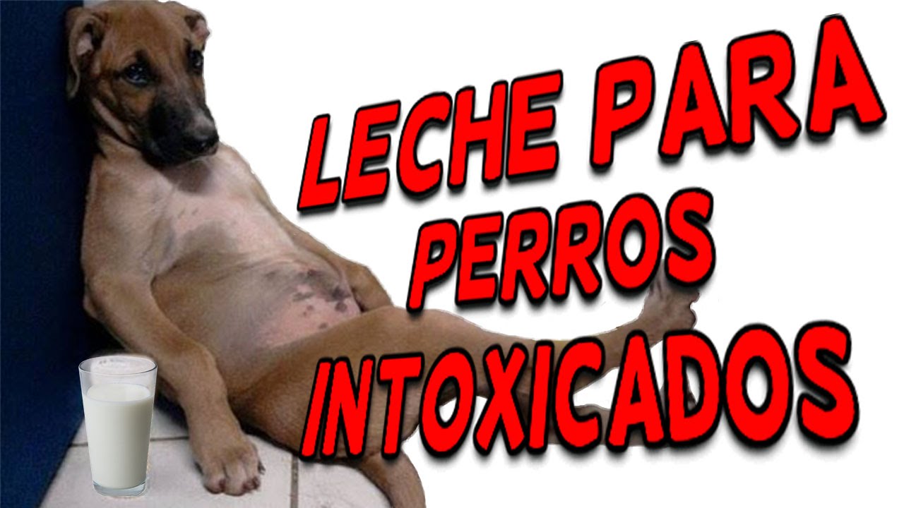 Leche para perros intoxicados