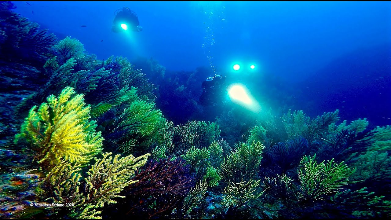 Secca dei francesi, Favazzina 2020