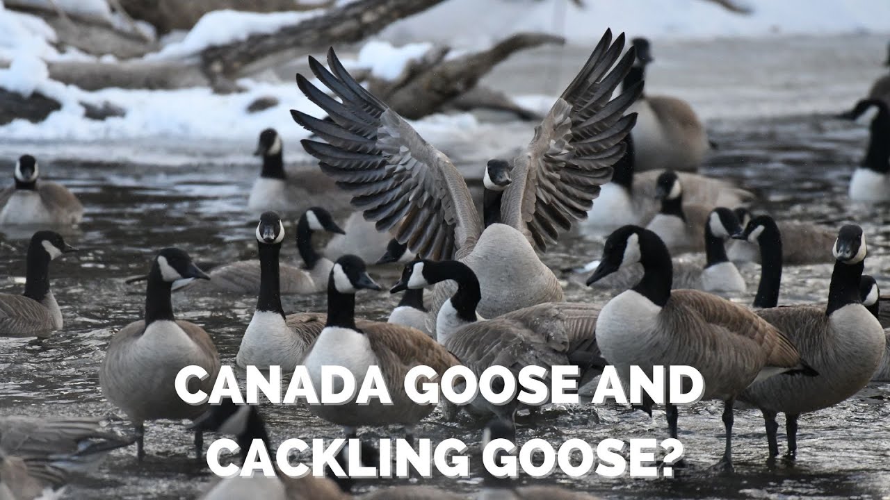 Canada Goose AND Cackling Goose or Just Canada?