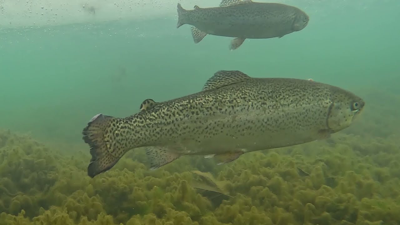 underwater fishing hook  comprison : treble vs single #underwater  #fishing