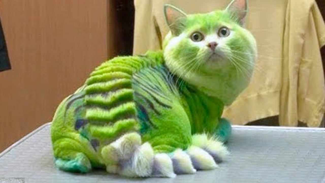 7 Most Rarest Cats In The World