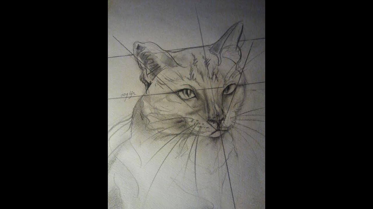 Hoe teken je een kat / dieren tekenen / #2