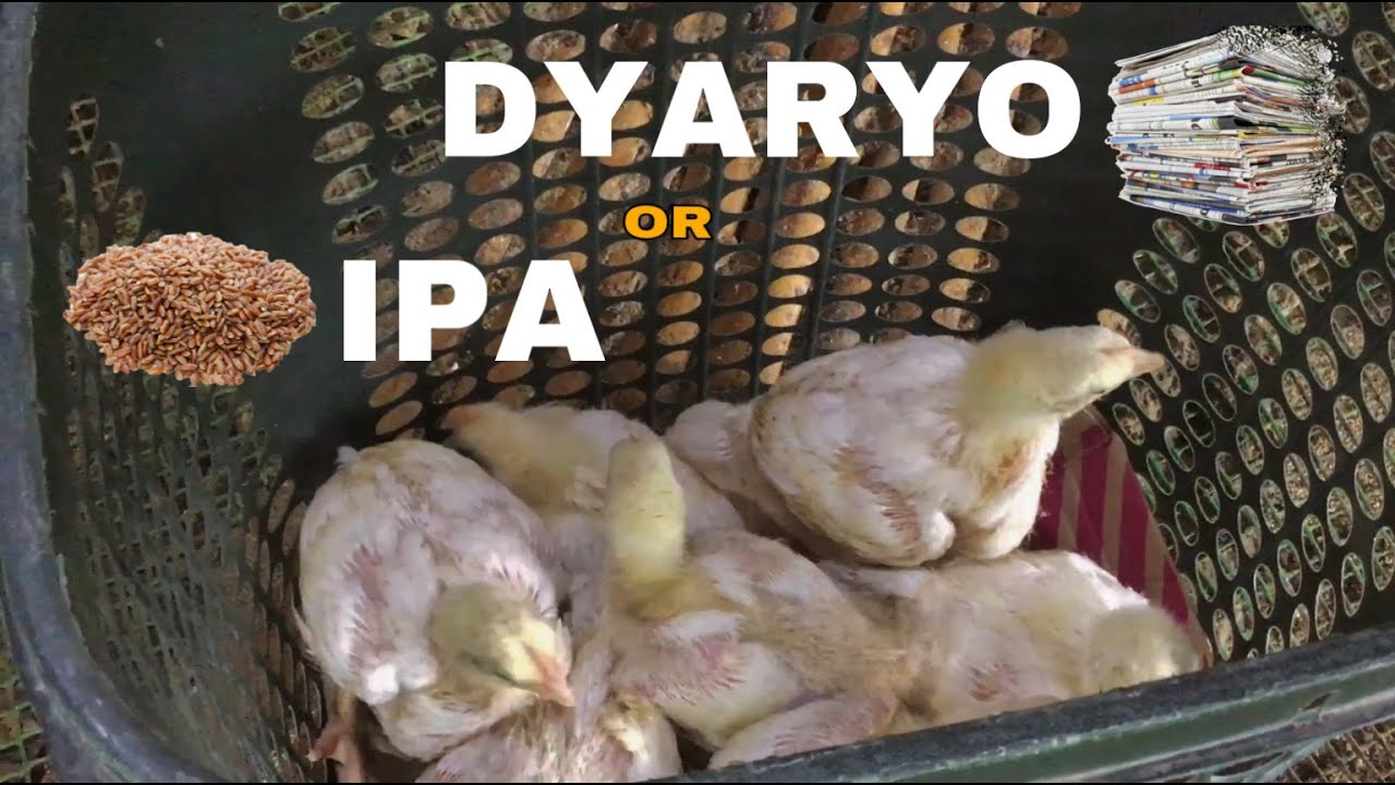 Anong Mas Maganda sa Brooding Dyaryo o Ipa? | EM Farming