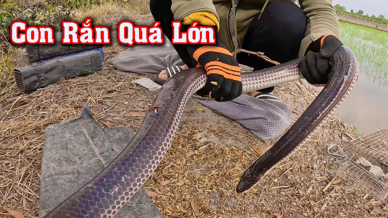 T&ocirc;i Đ&atilde; Săn Được H&agrave;ng Khủng Nhưng Bị Tr.ộm Bẫy Qu&aacute; Nhiều # CSBR # 436