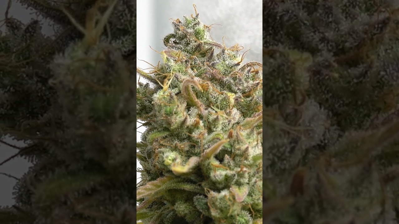 Strawberry Cough Strain - Macros