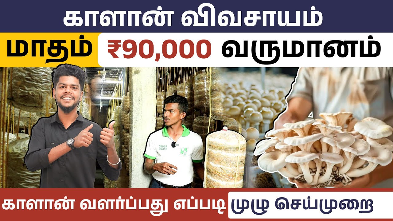 ₹90,000 வருமானம் தரும் காளான் விவசாயம் | How to Start a Mushroom Farming in Tamil
